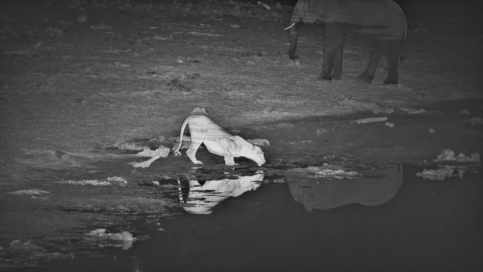 Lioness Drinks While Elephants Watch at Meno a Kwena