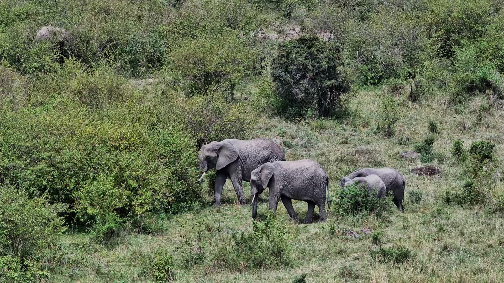 Elephant Family Grazes in the Lush Green Grass