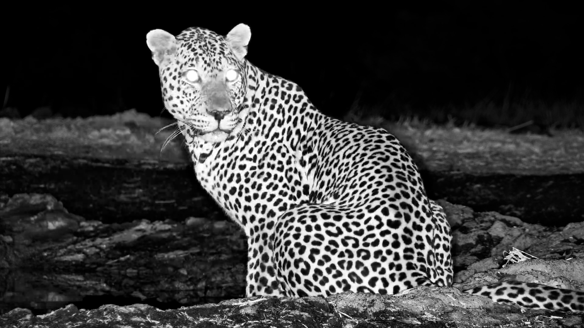 Stunning Male Leopard Drinks at ol Donyo in the Dark