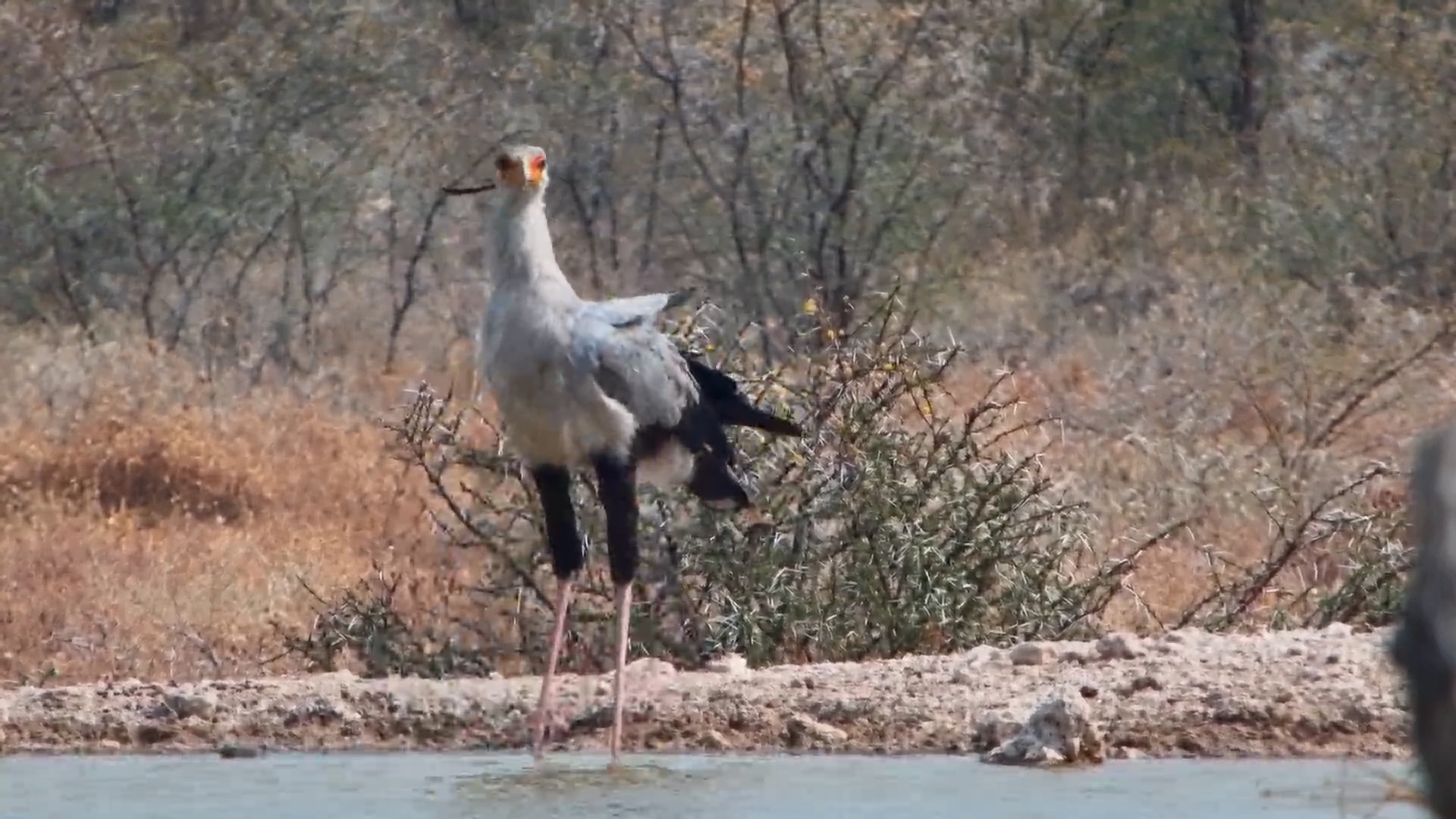 Secretary Bird Stops for a Drink at Onguma The Fort