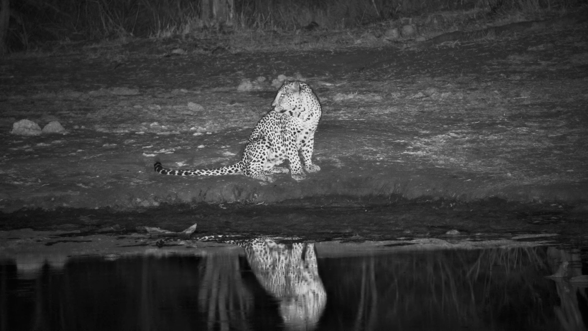 Big Male Leopard on the Move at Serondella