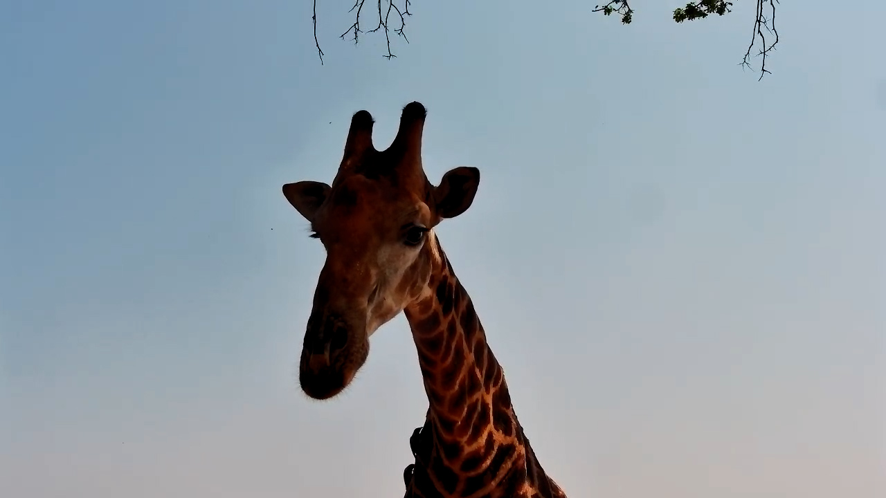 Giraffe Drinks, Then Inspects the Camera at Simbavati Waterside
