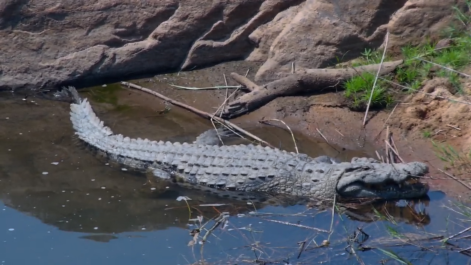Sunbathing Predator! Crocodile Basks at Kruger Shalati