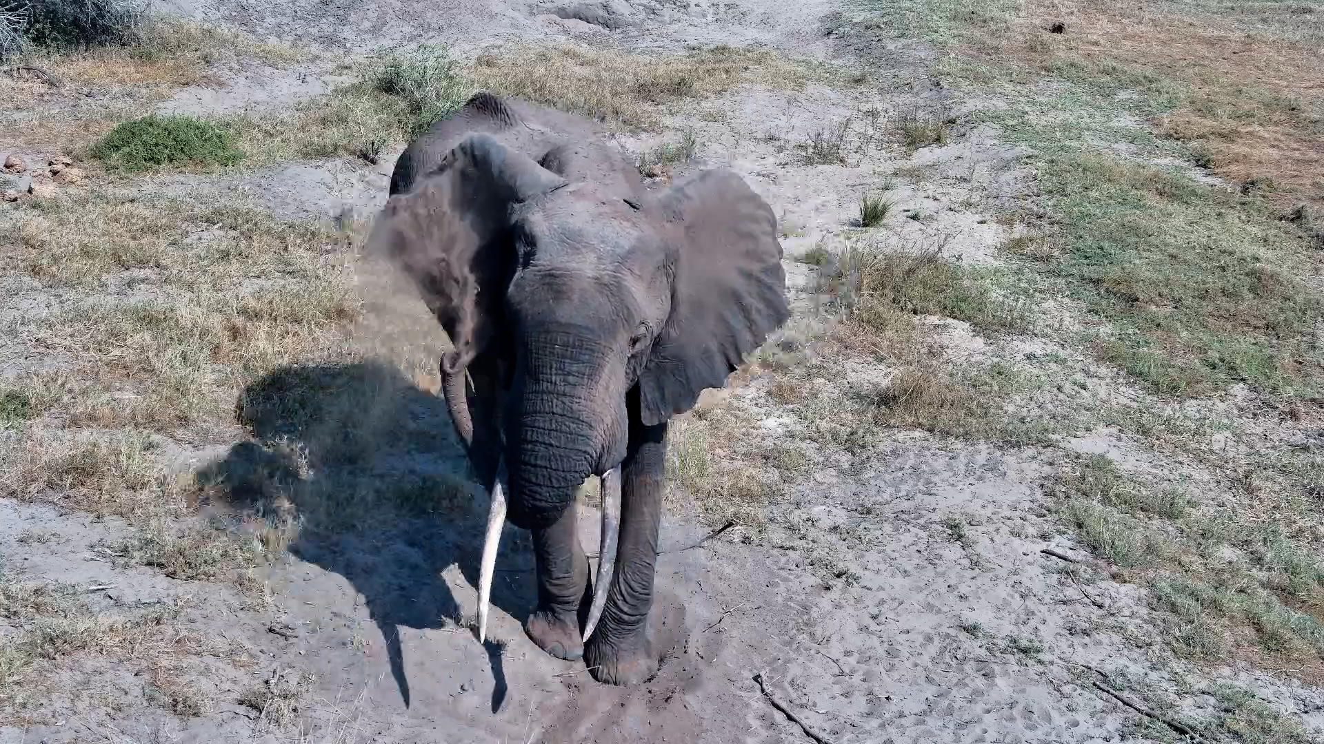 Elephant Enjoys a Dust Bath Right by the Camera