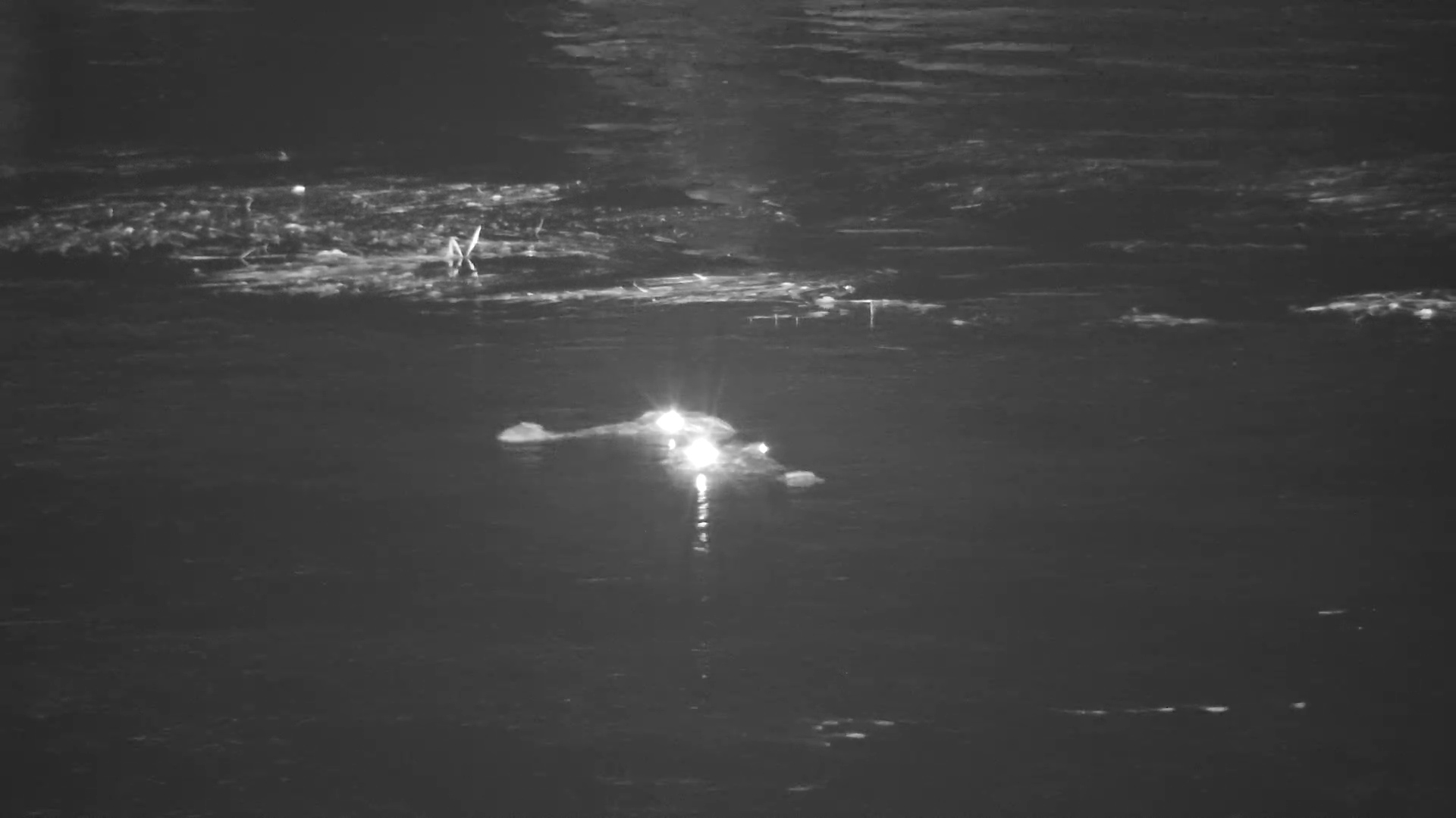 Two Crocodiles with a Mysterious Kill in the Zambezi