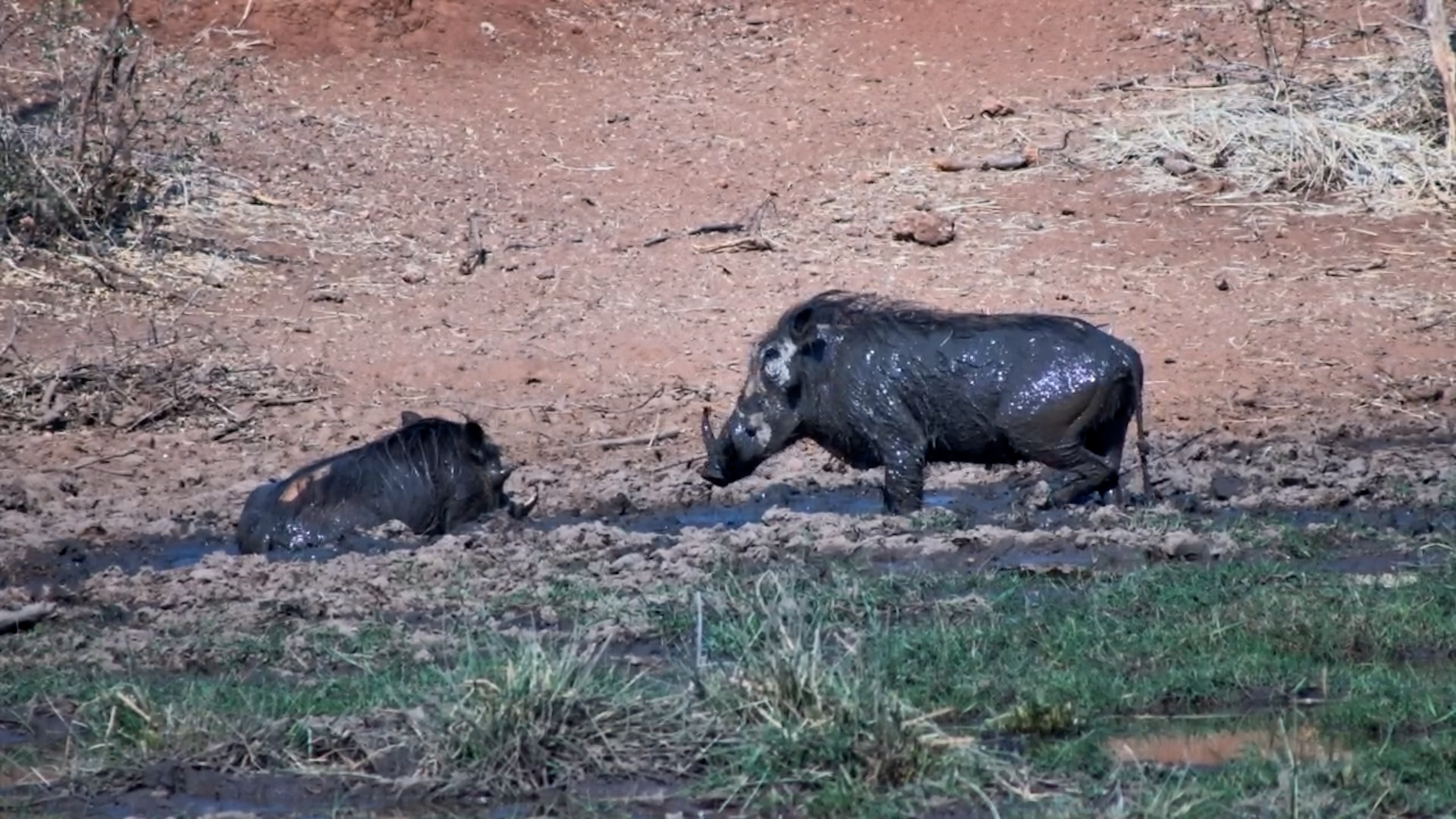 Warthogs Soak in the Mud at Vic Falls Safari Lodge