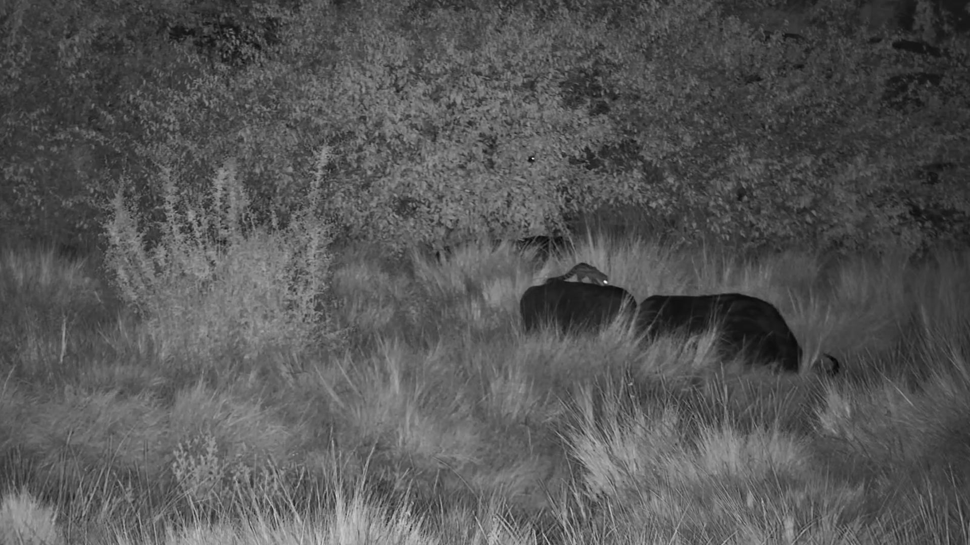 INCREDIBLE Night Footage: Genet Walks on Buffalo Backs