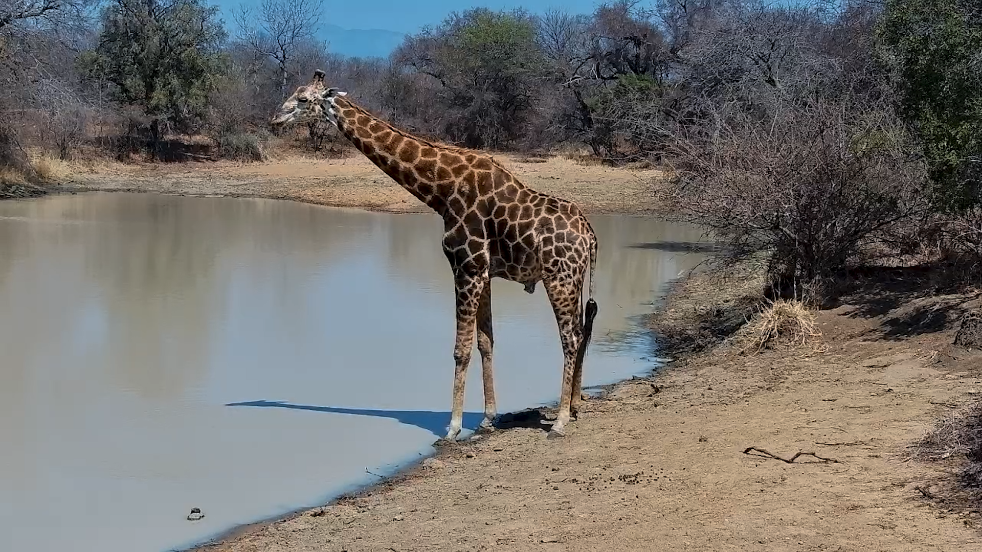 Giraffe Drinks & Browses at Jabulani