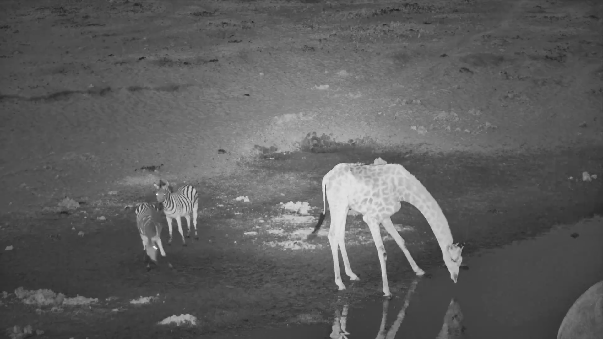 Giraffe Drinks with Zebra at Moela