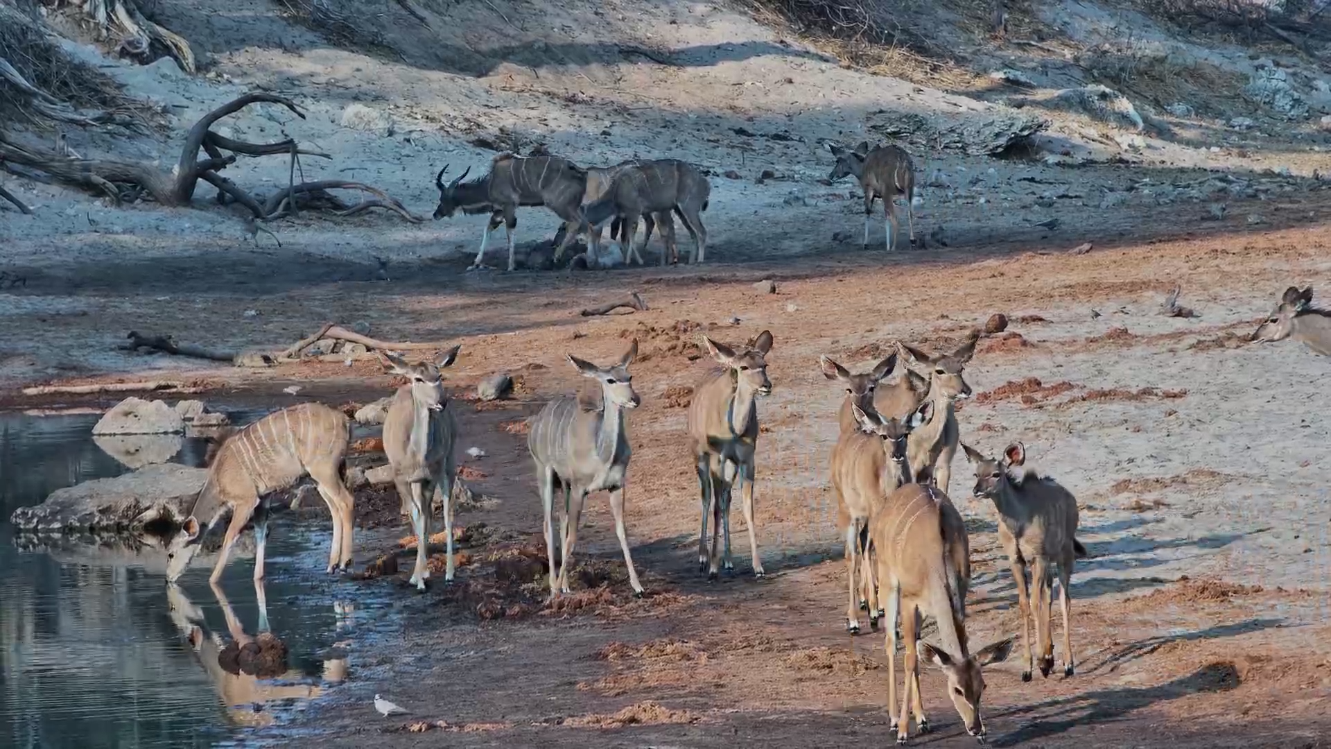 Large Kudu Herd at Meno a Kwena
