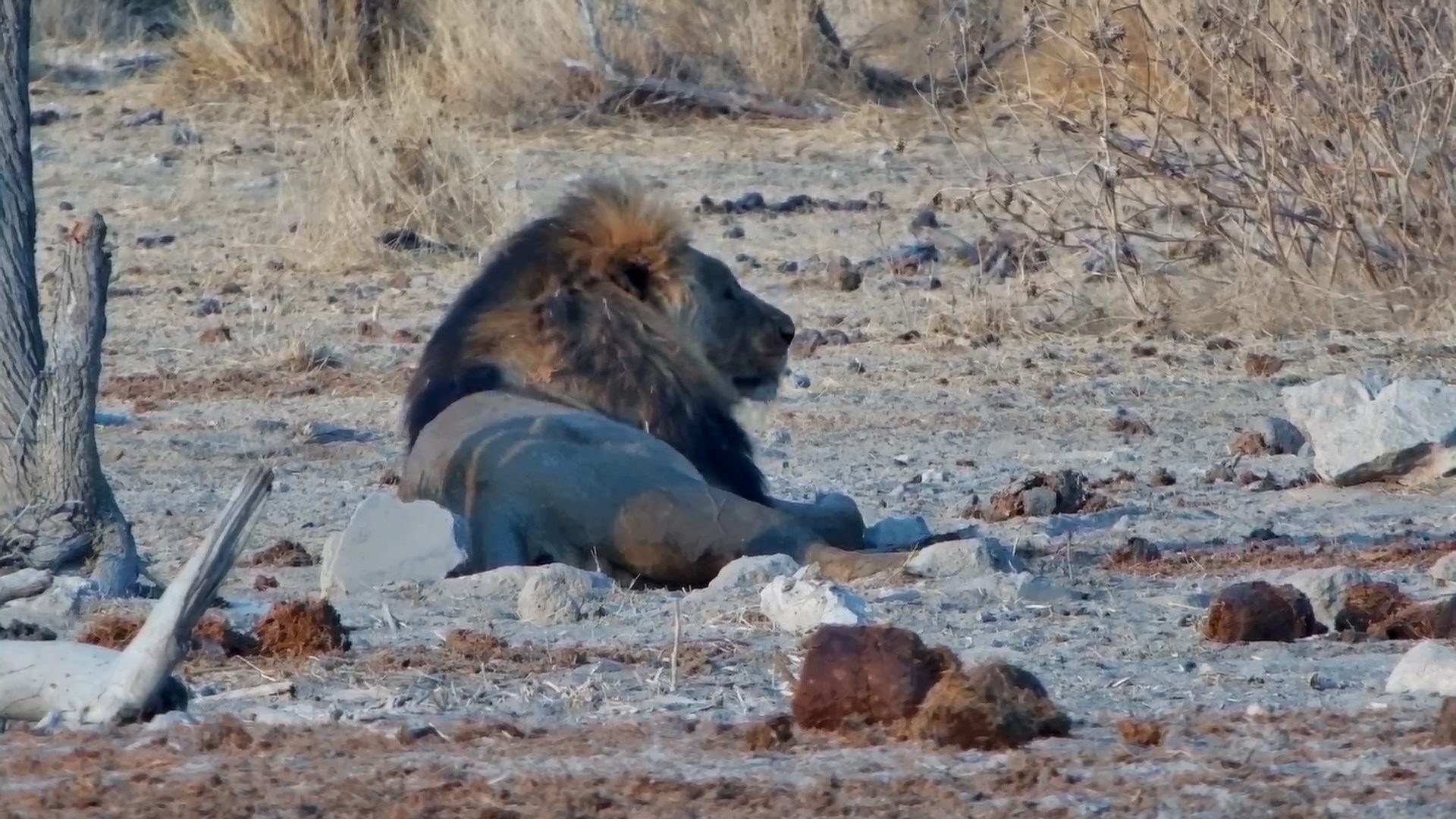 King of Calm: Male Lion Relaxing by Safarihoek Waterhole