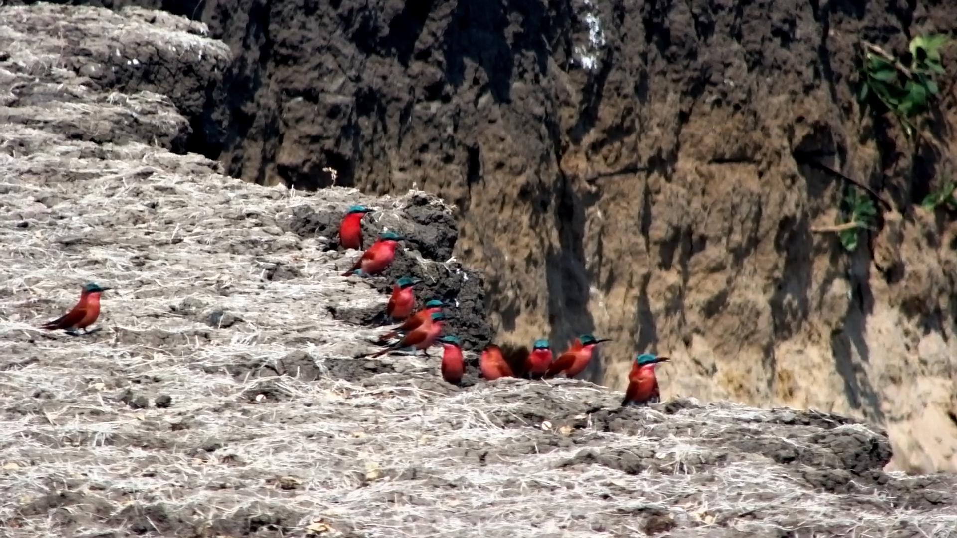 Carmine Bee-Eaters Resting by the River