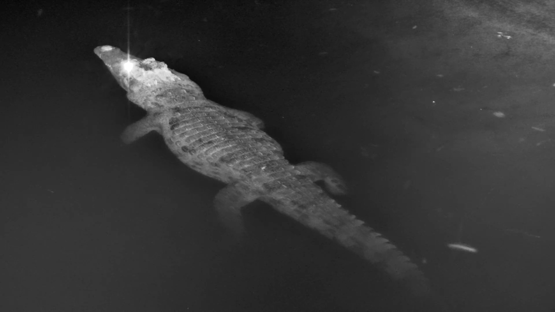 Crocodile Catches Spider in IR Footage