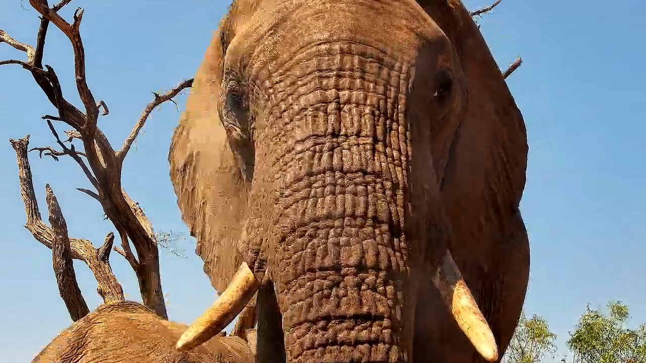 Up Close & Personal: Elephant Drinks at Kings Camp