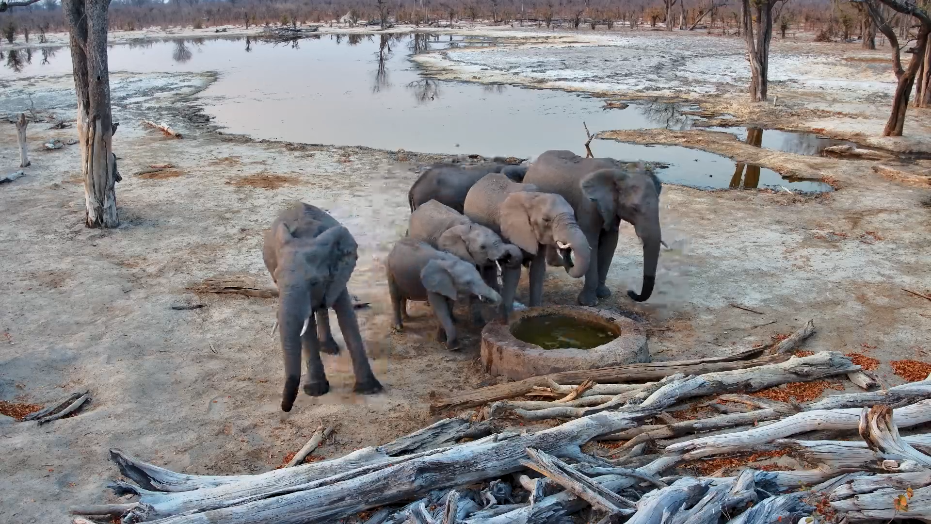 Family Arrival: Elephant Herd Drinks at the Well