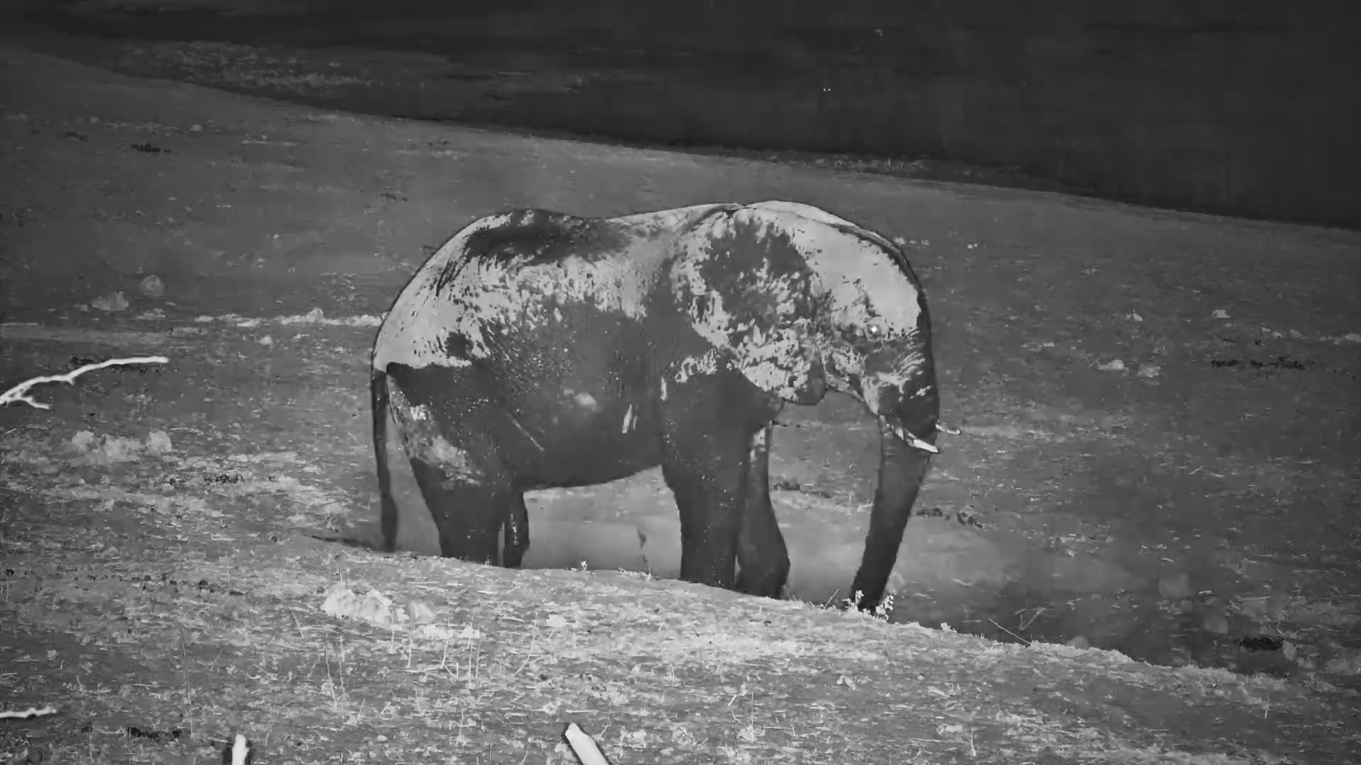 Mud Makeover: Elephant Coats Itself in the Dark