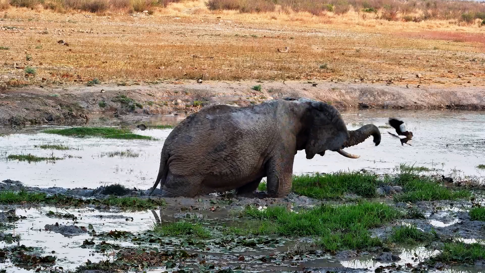 Epic Elephant vs. Bird: Hilarious Waterhole Moment
