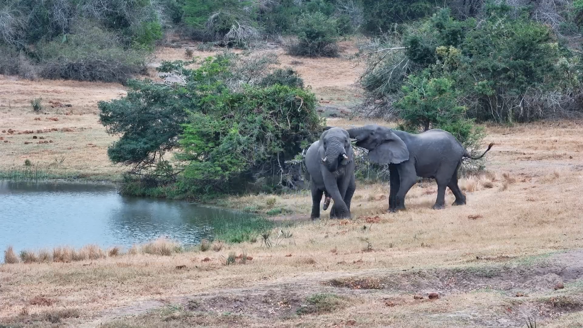 Clash of Giants: Elephants Sparring at Tembe