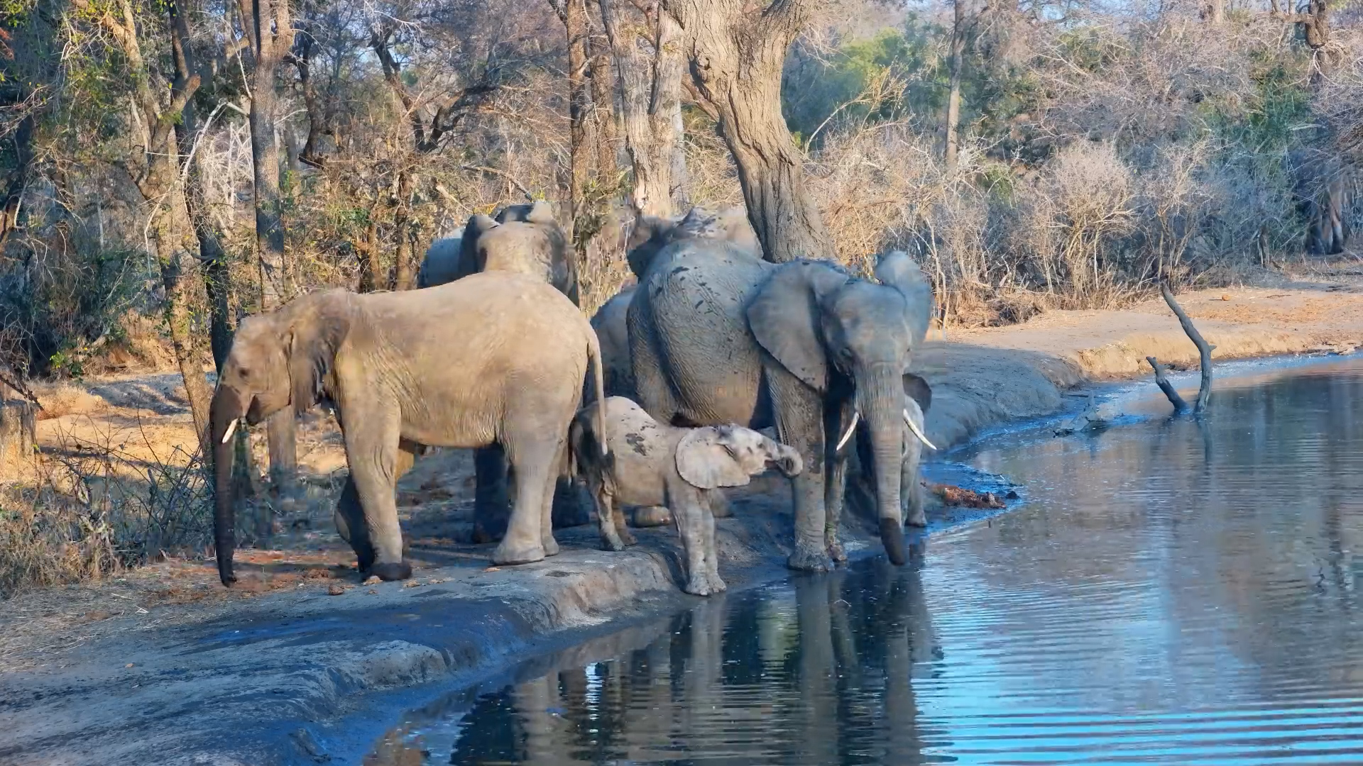 Serondella Waterhole: Elephants Enjoy a Drink