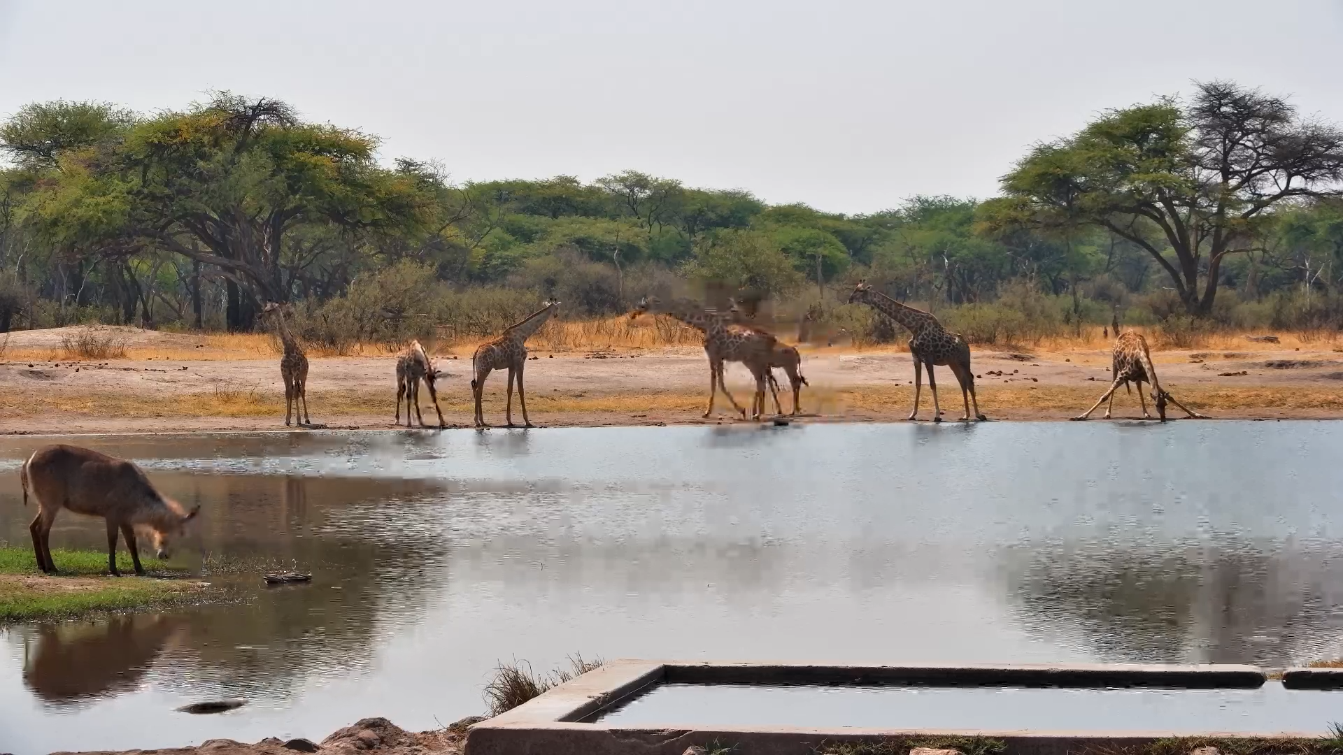 Giraffes, Baboons, Bushbucks & Waterbucks at the Hide