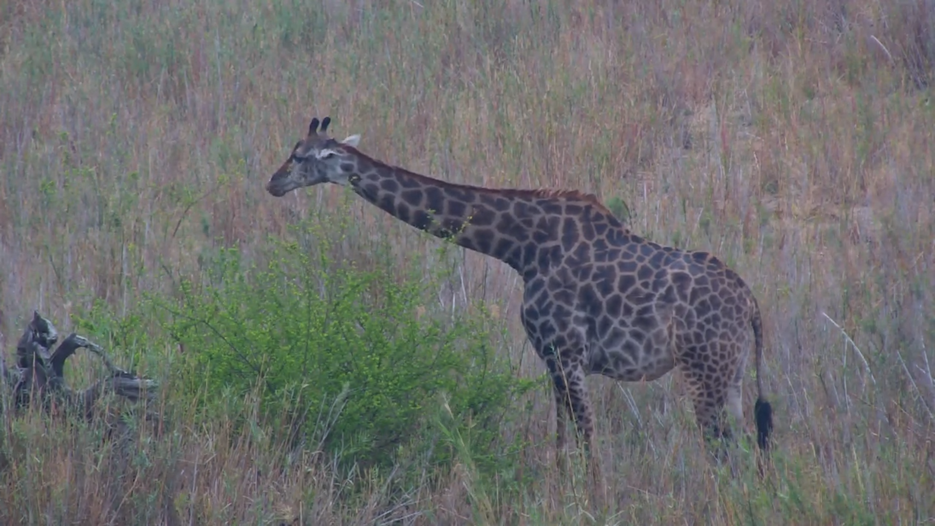 Giraffe Browsing at Kruger Shalati
