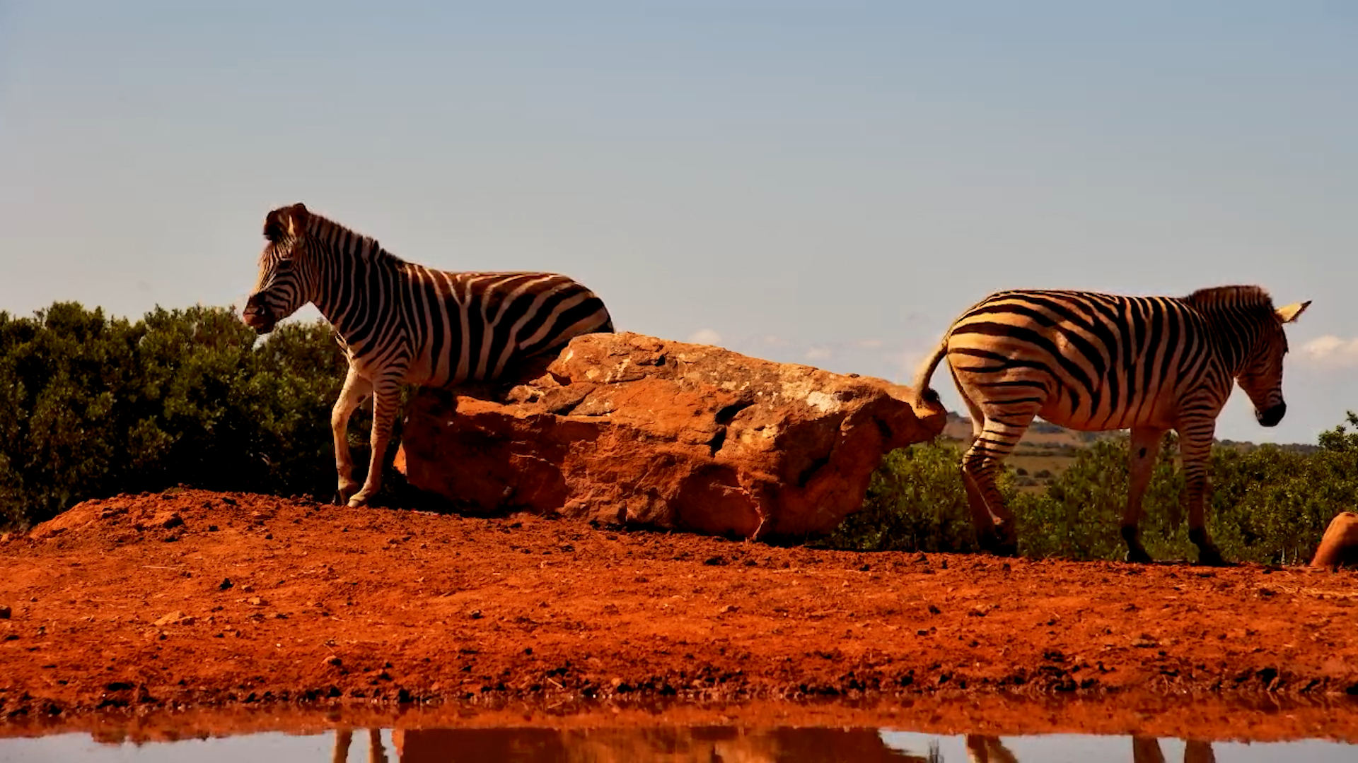 Itchy Zebras: Scratching Fun at Founders Rock