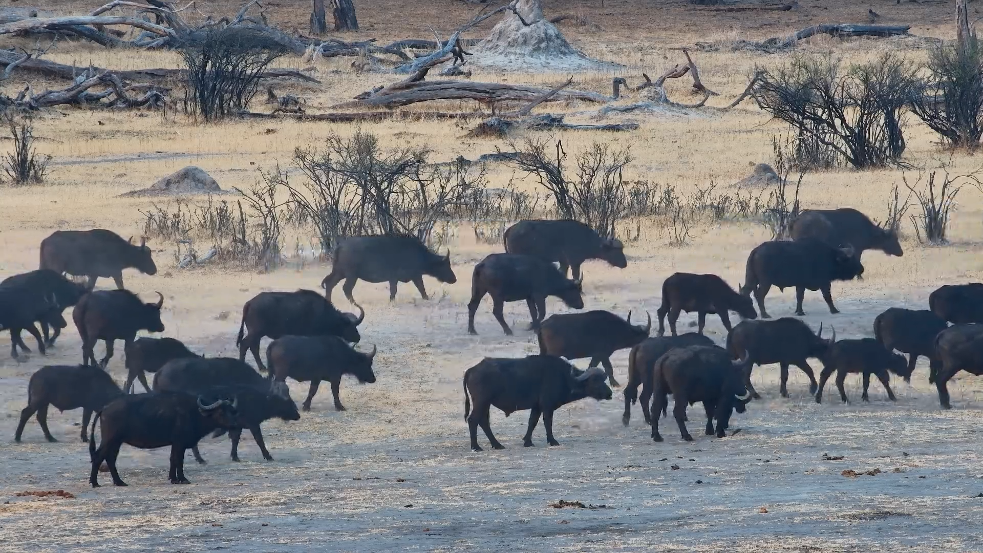 Massive Herd Moves Across Hwange