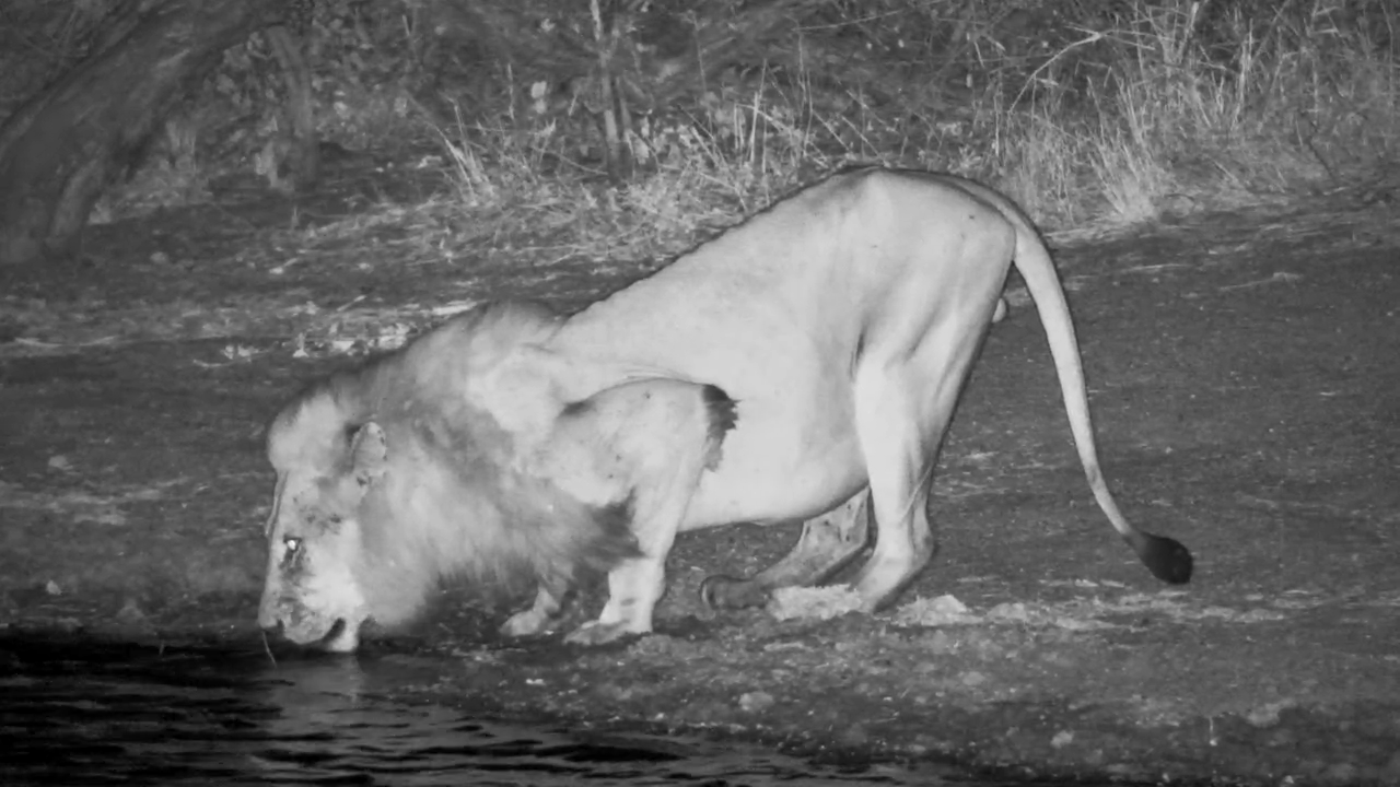 When Lightning Scares the Lion King