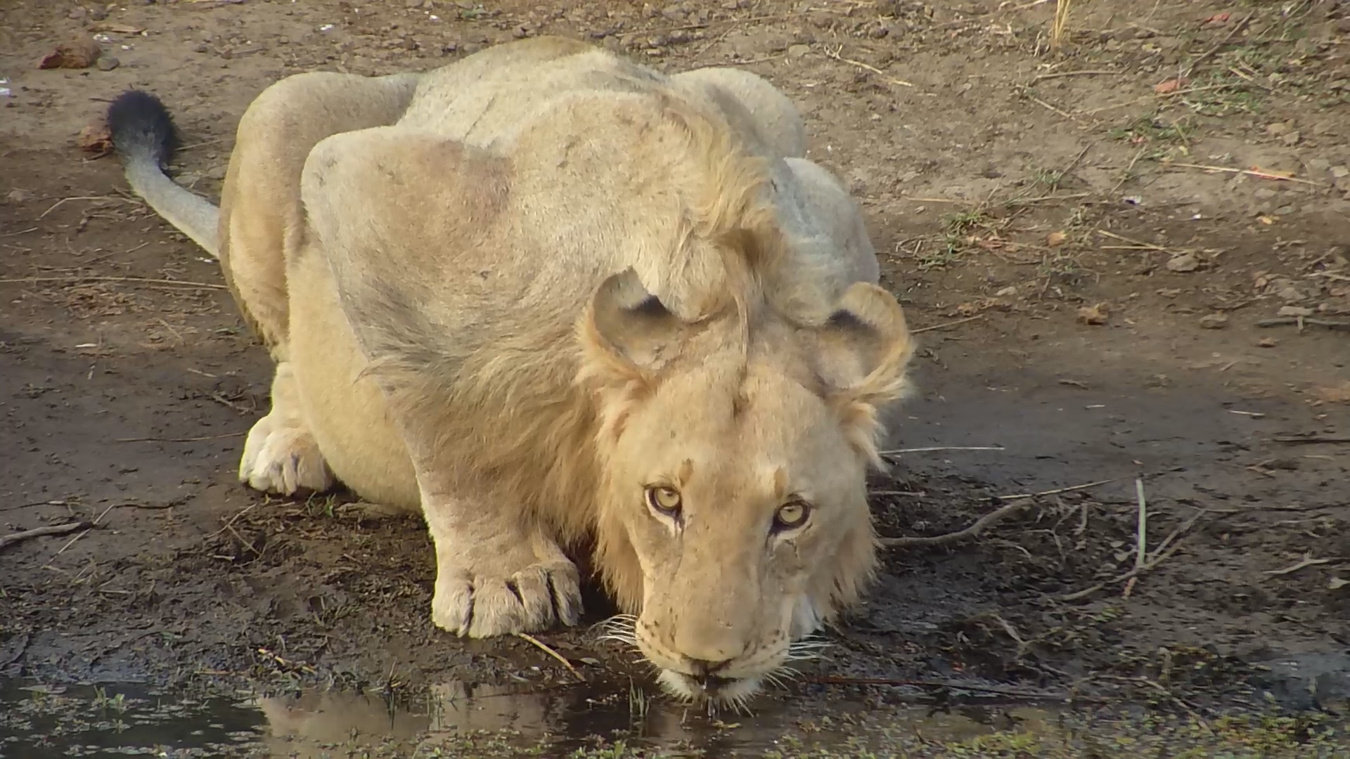 Pale Male Lion Drinks at Kwa Maritane