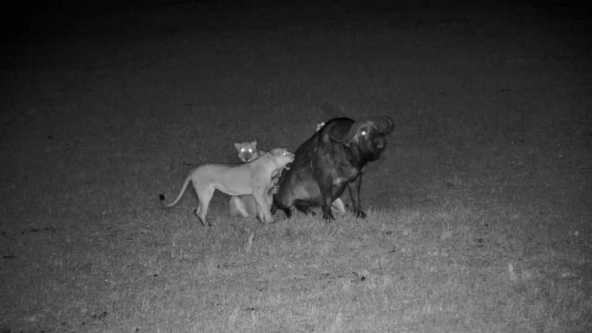 Lions Take Down Buffalo in the Dark!