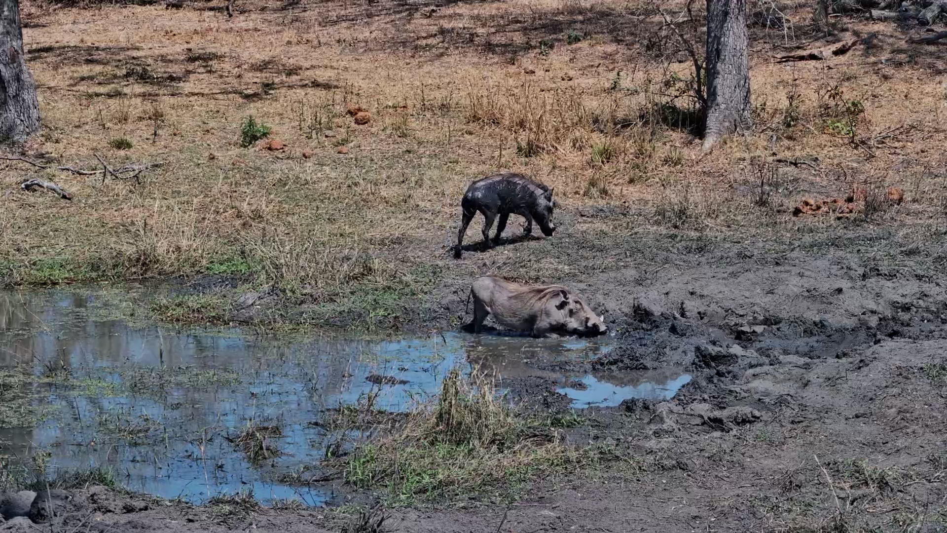 Mud Spa Time: Warthogs Wallow at Roy’s Dam