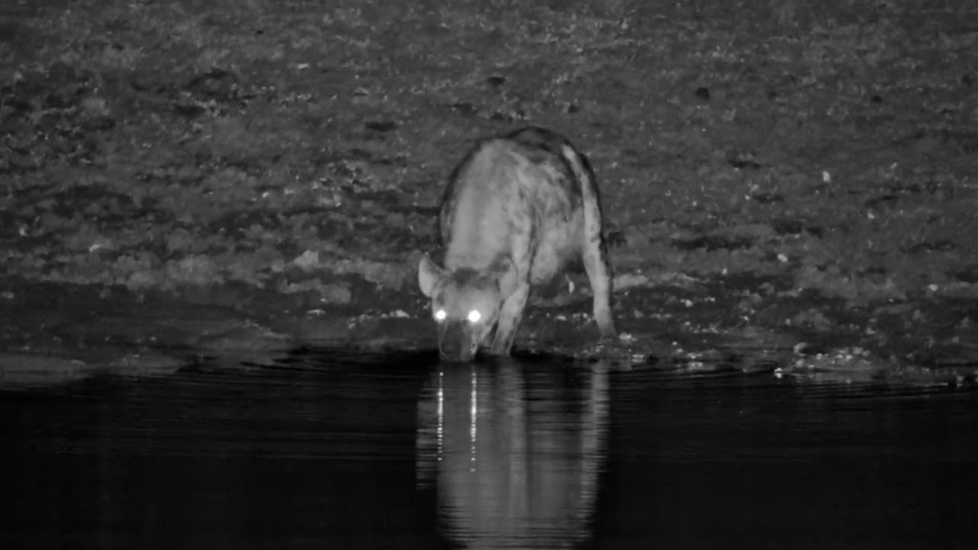 Spotted Hyena Drinks at Jabulani