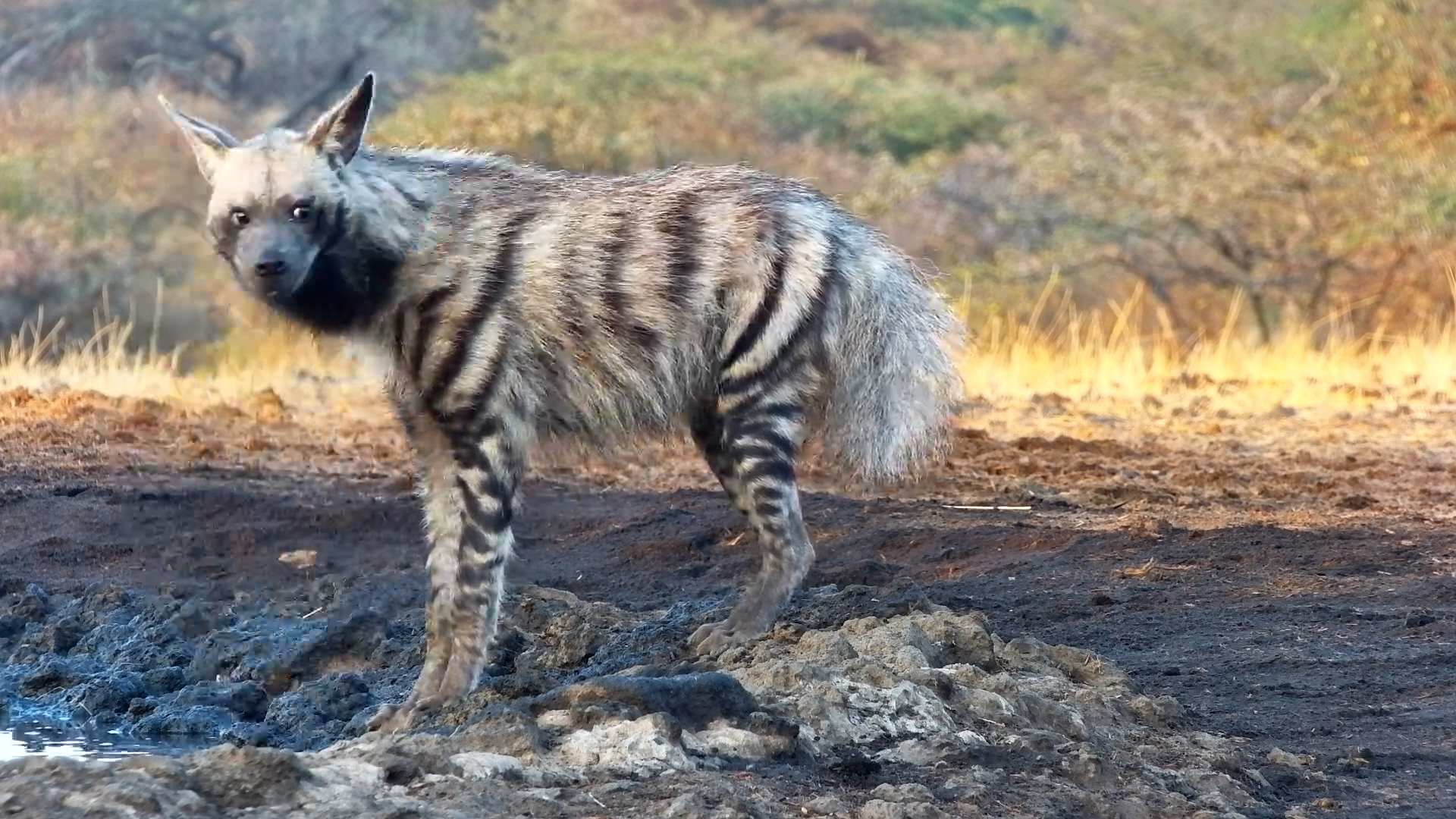 Morning Surprise: Striped Hyena Visit