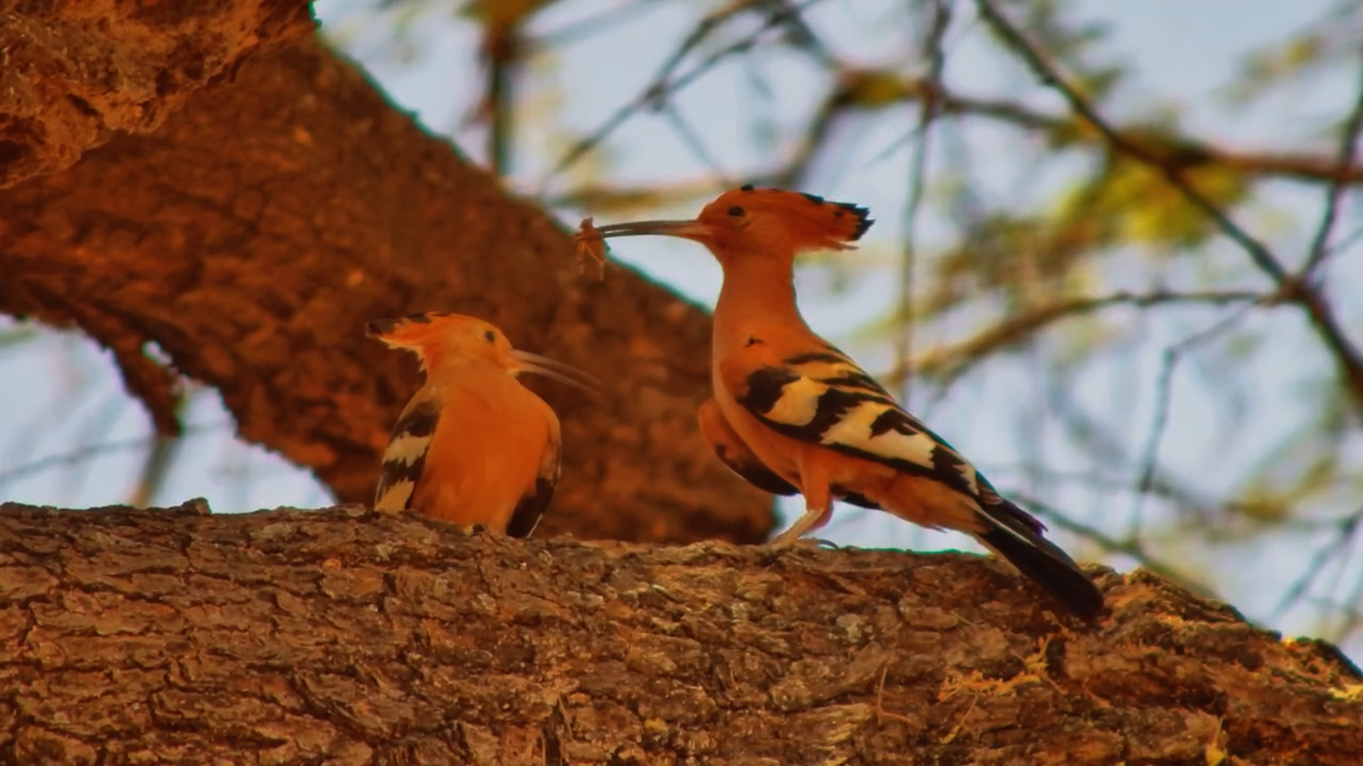 Parent Problems: African Hoopoe Tries to Feed Uninterested Chick