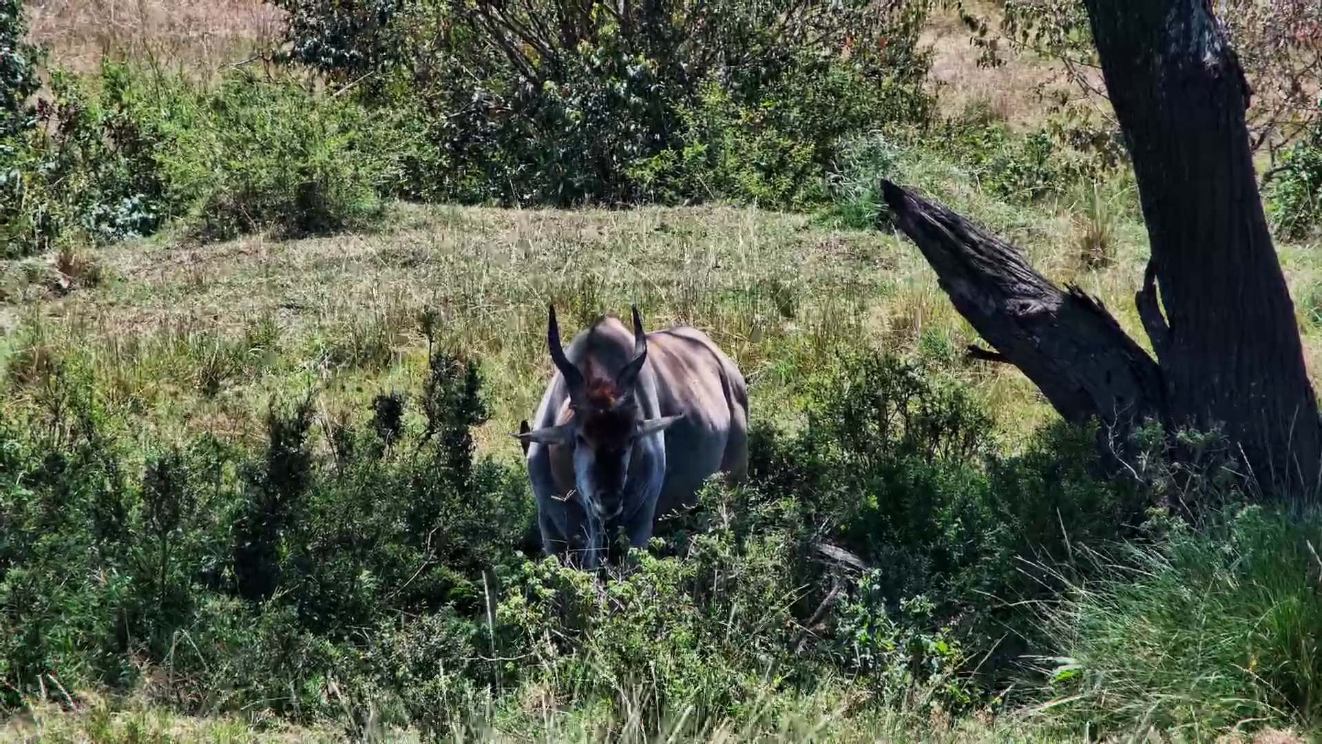 Giant of the Plains: Eland Bull Feeds at Mahali Mzuri
