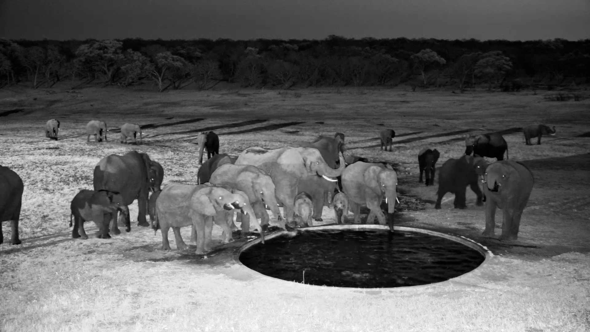 Elephant Herd Arrives for Evening Drink at Hwange Safari Lodge