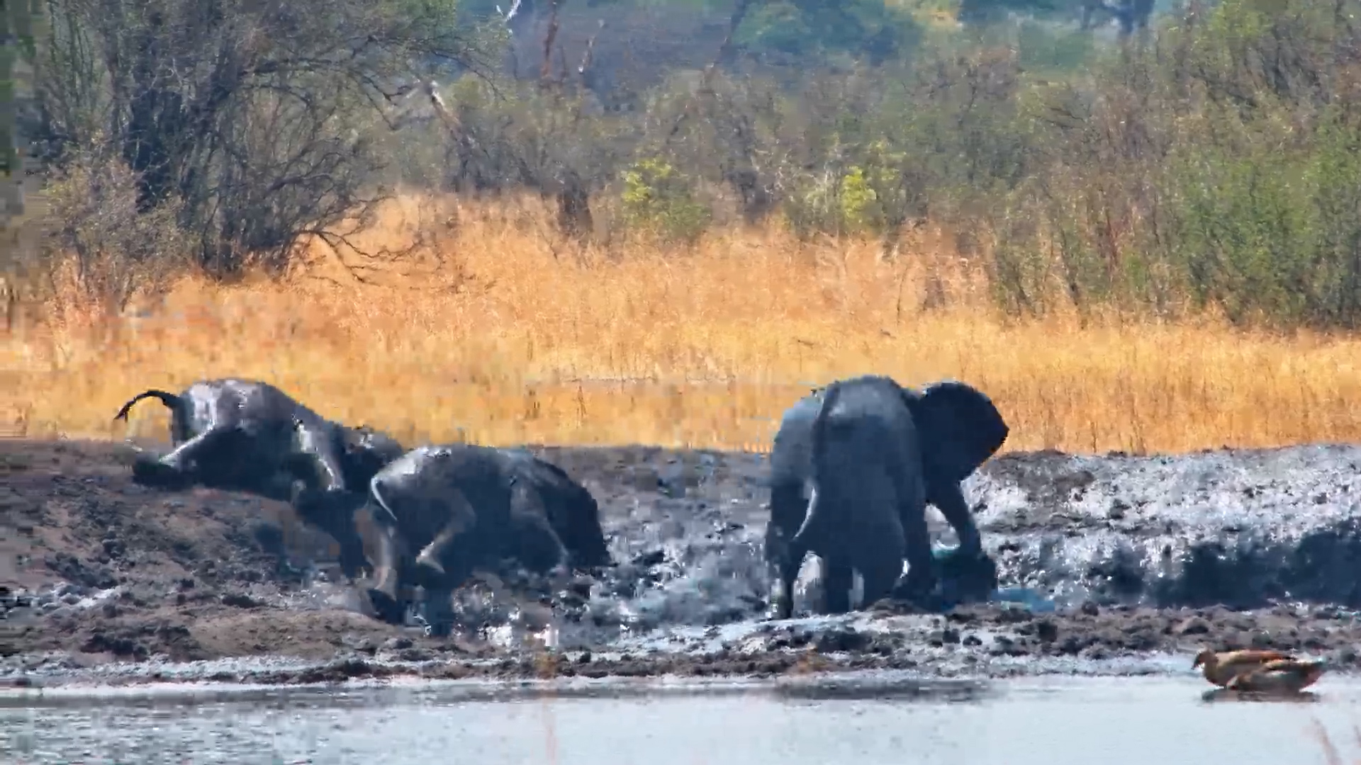 Mud Party! Elephant Calves Have Fun at The Hide