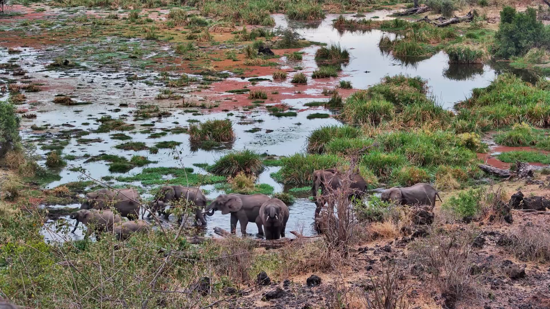 Elephants Walk Through the Water at Finch Hattons