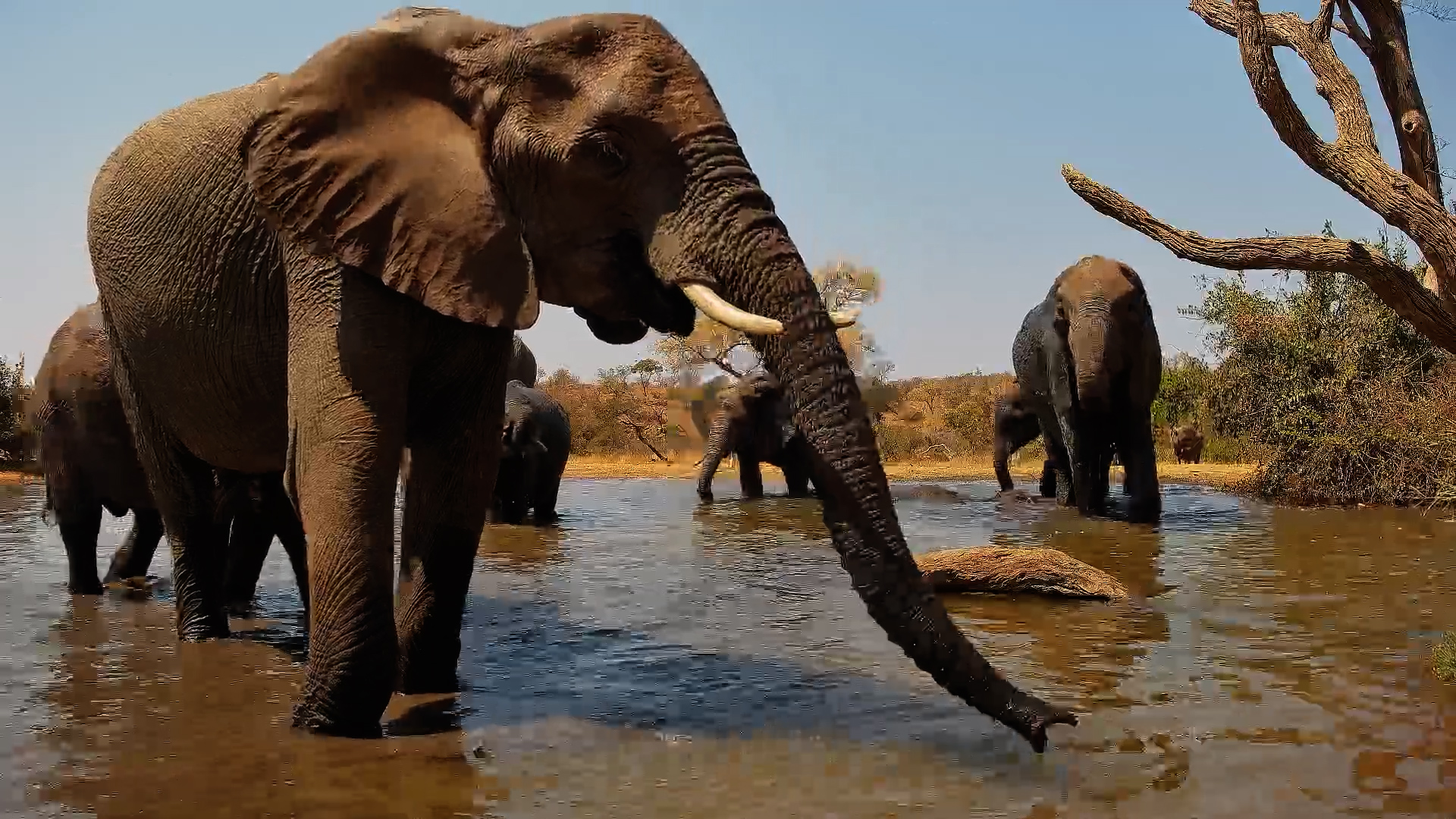 Elephants Enjoy a Drink on a Hot Day at Kings Camp