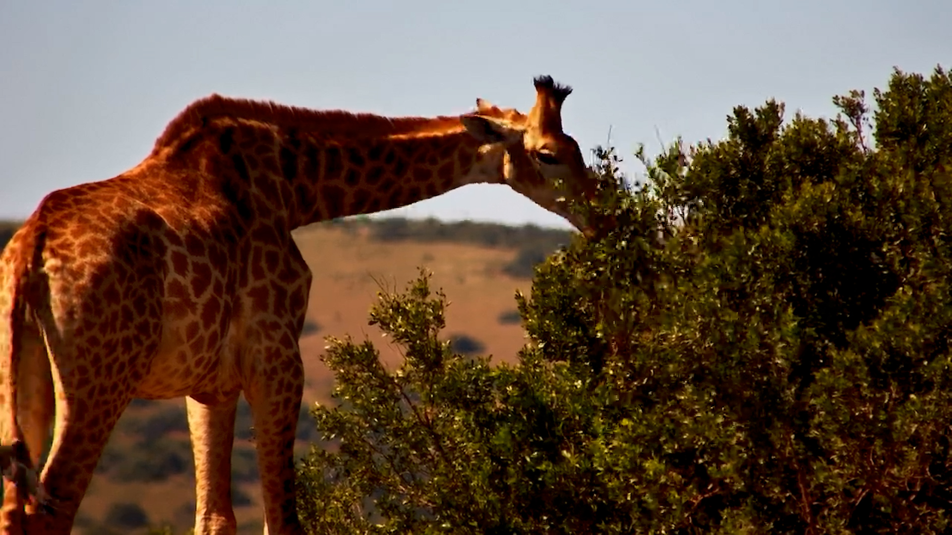 Giraffes Drink & Browse at Founders Waterhole