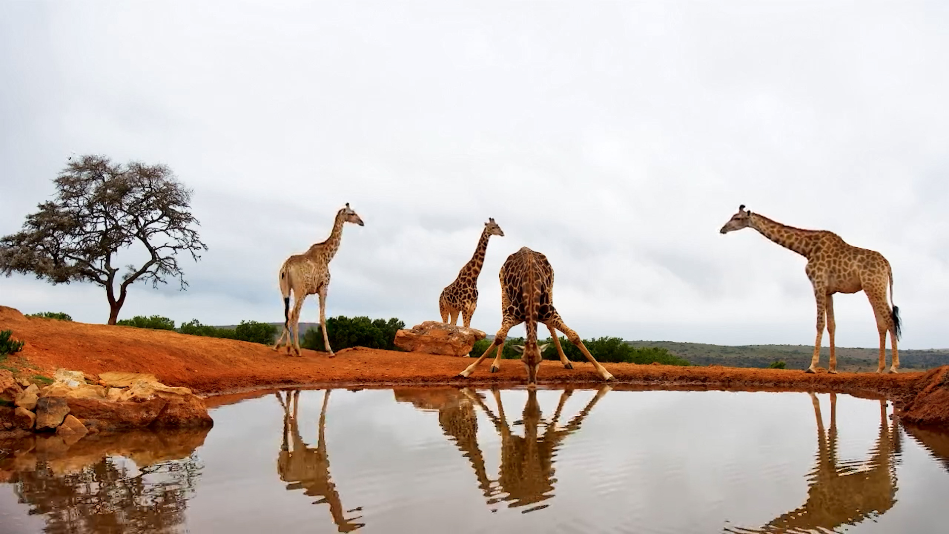 A Tower of Giraffes Drinks Together at Founders Lodge