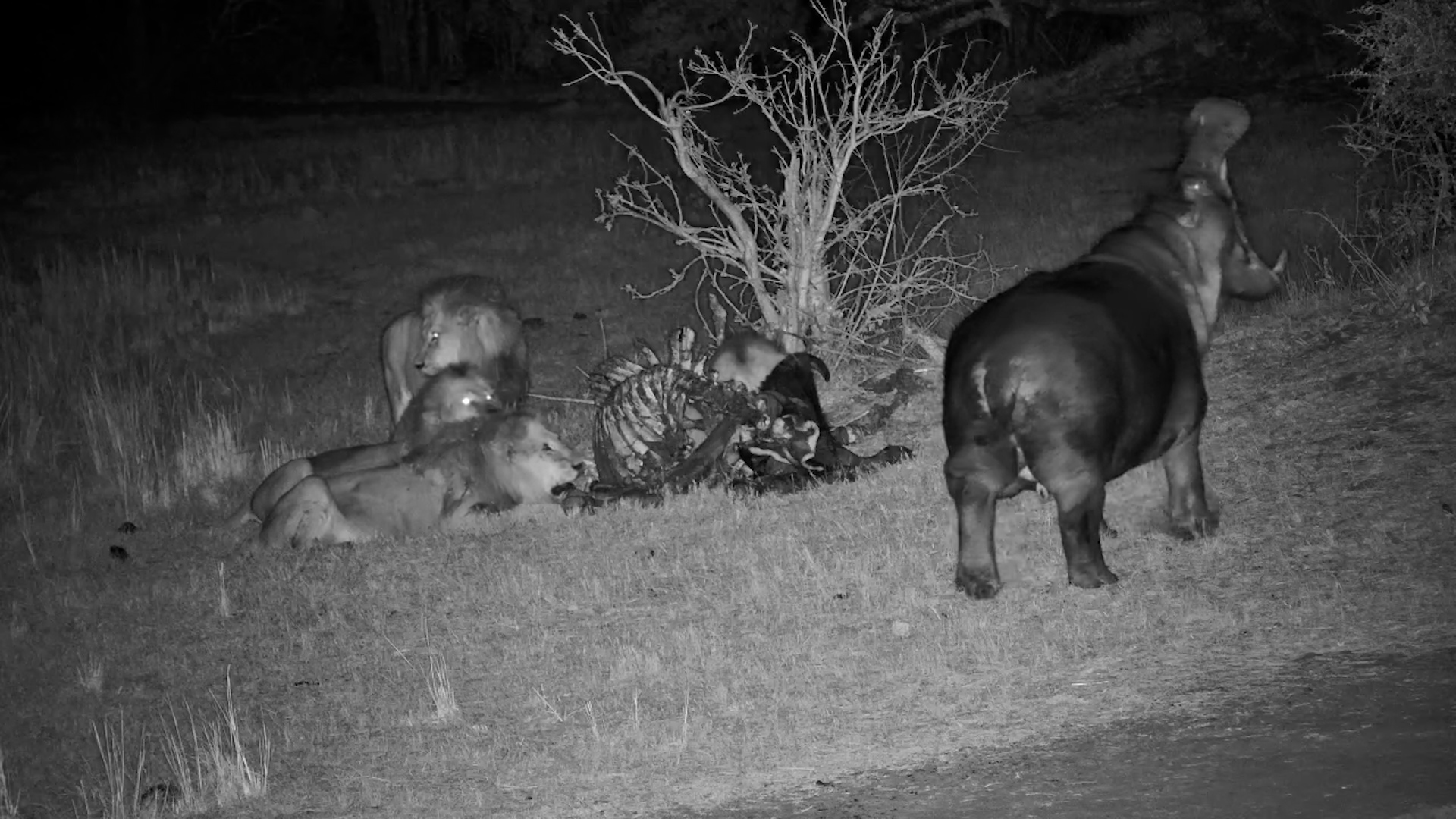 When a Hippo Interrupts a Lion Feast