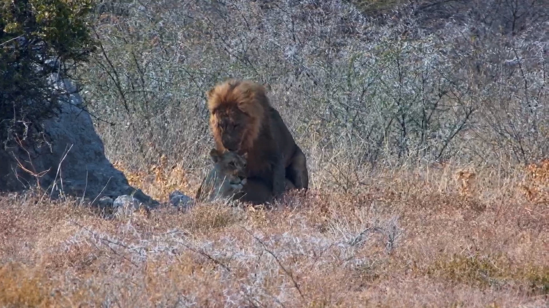 Intimate Moment: Lions Mating at Onguma