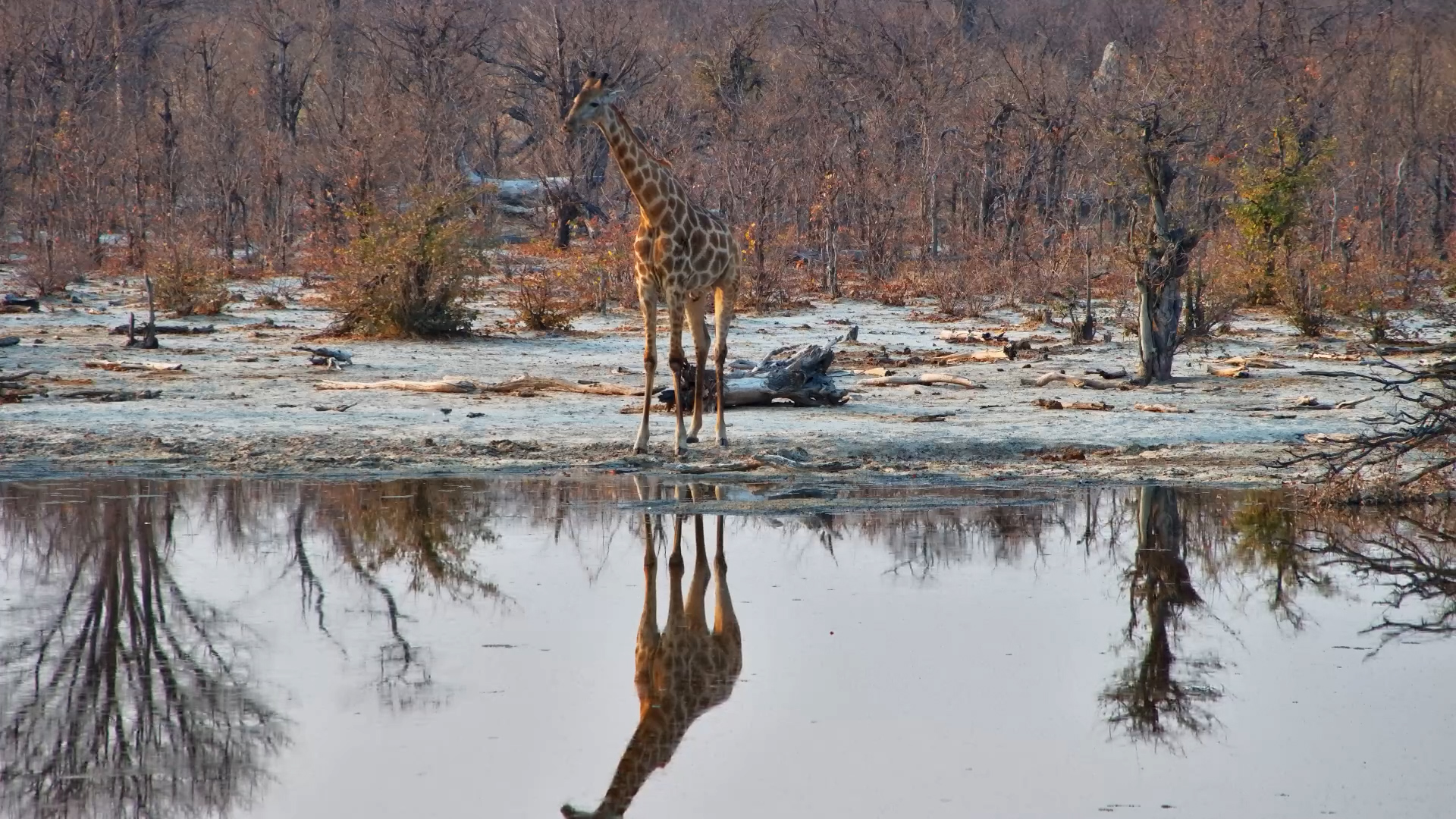 Lone Giraffe Drinks at Elephant Pan