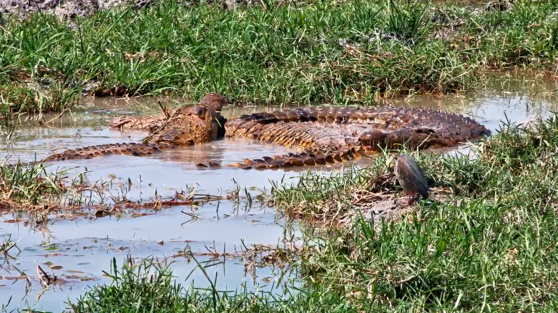 Crocodile Romance at Tau Waterhole