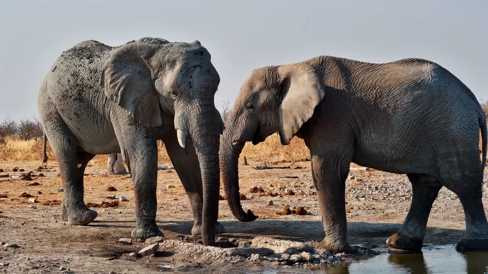 Double the Giants: Two Big Elephants Drink at Safarihoek
