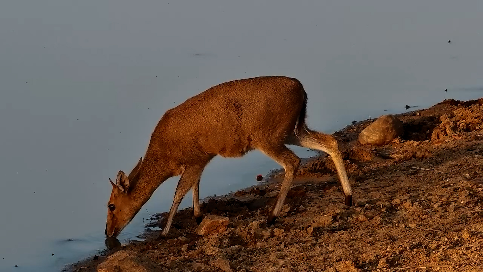 Shy Duiker Drinks at Jabulani Waterhole