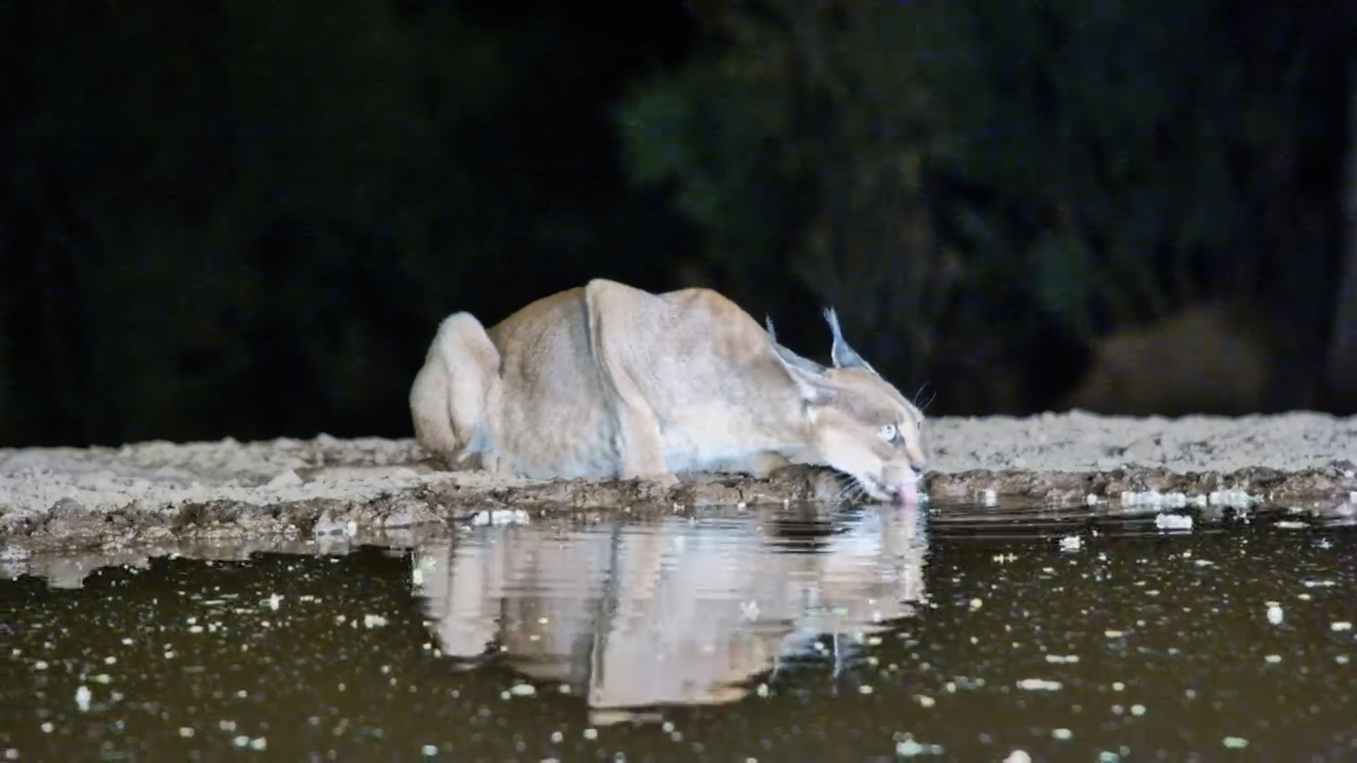 Evening Sips: Cautious Caracal Drinks at Lentorre