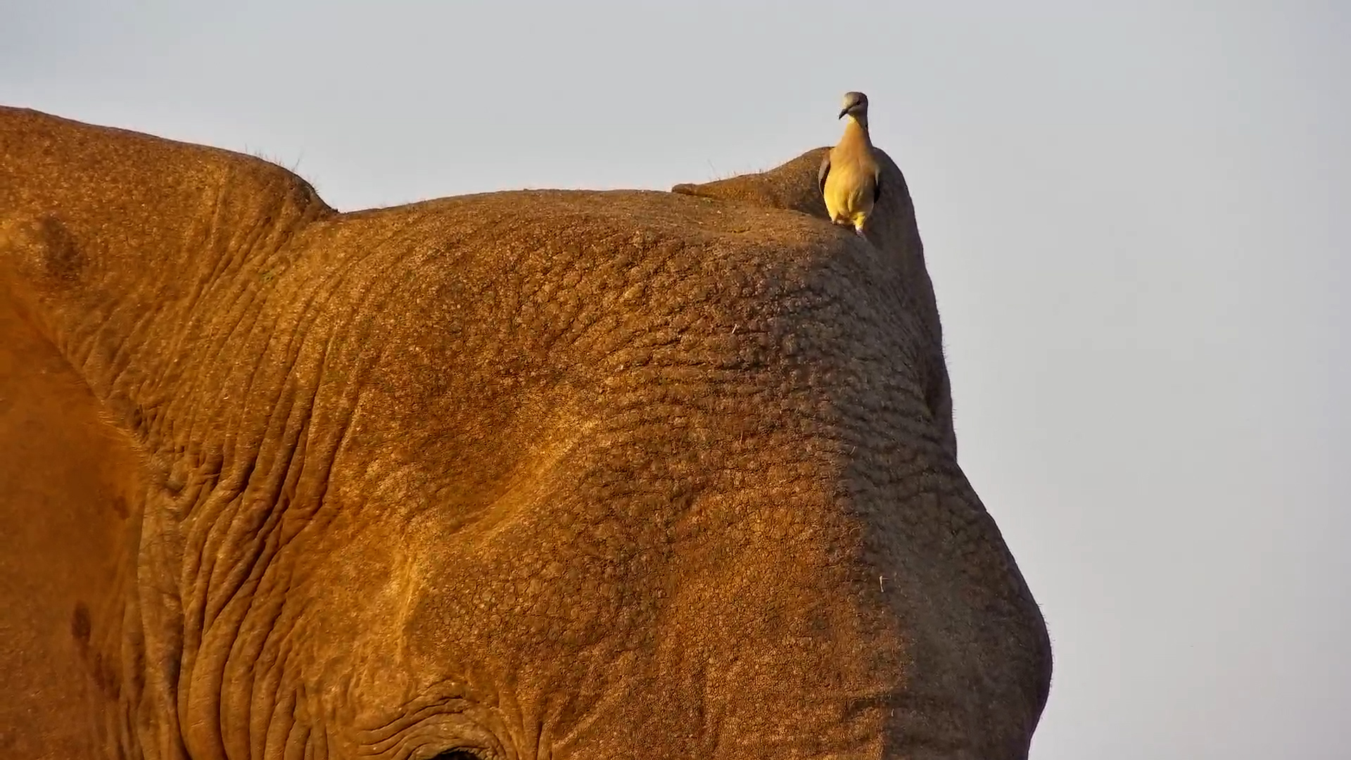 When a Dove Lands on an Elephant!