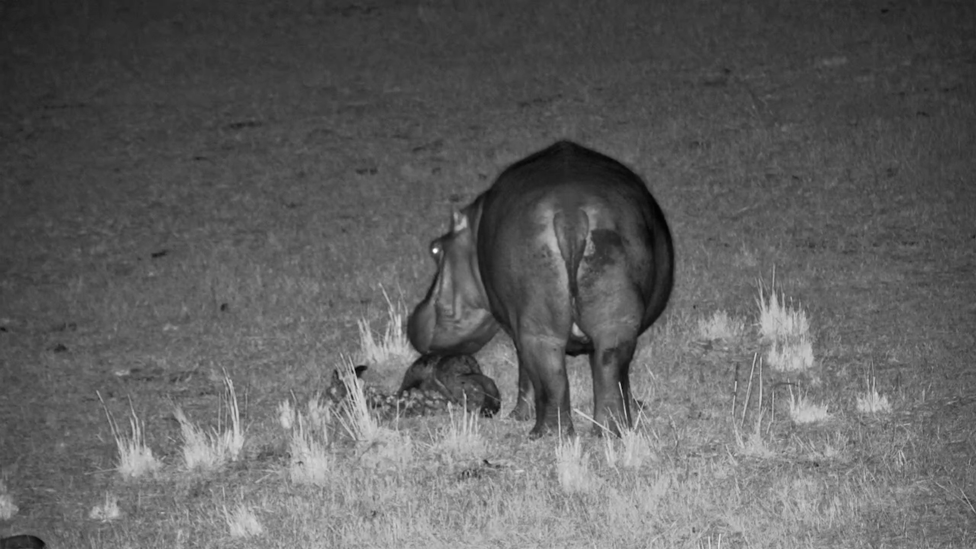 Curious Hippo Investigates Buffalo Skull